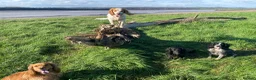 Cocker Spaniel dogs for sale: Cocker spaniel puppies  - Advert 13