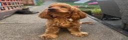 Cocker Spaniel dogs for sale: Pedigree KC Registered Show Cocker Spaniel- Lilah - Advert 19