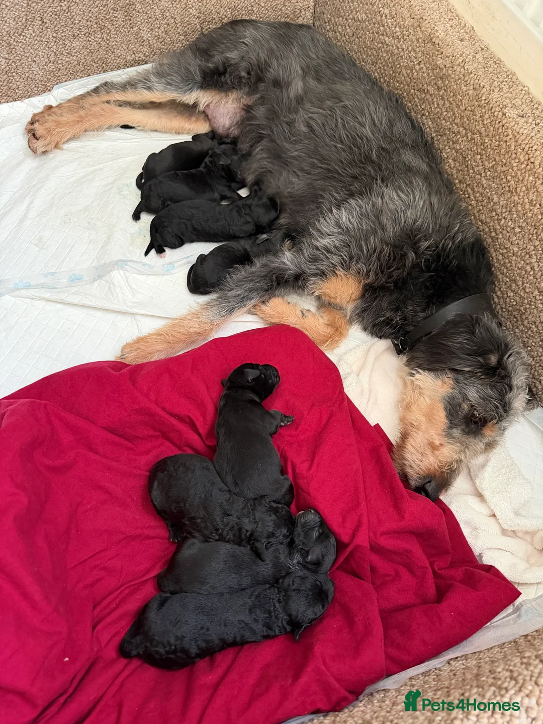 Mixed Breed dogs for sale: Bedlington terrier/collie whippet mix  - Advert 1