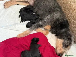 Mixed Breed dogs Bedlington terrier/collie whippet mix - Advert 3