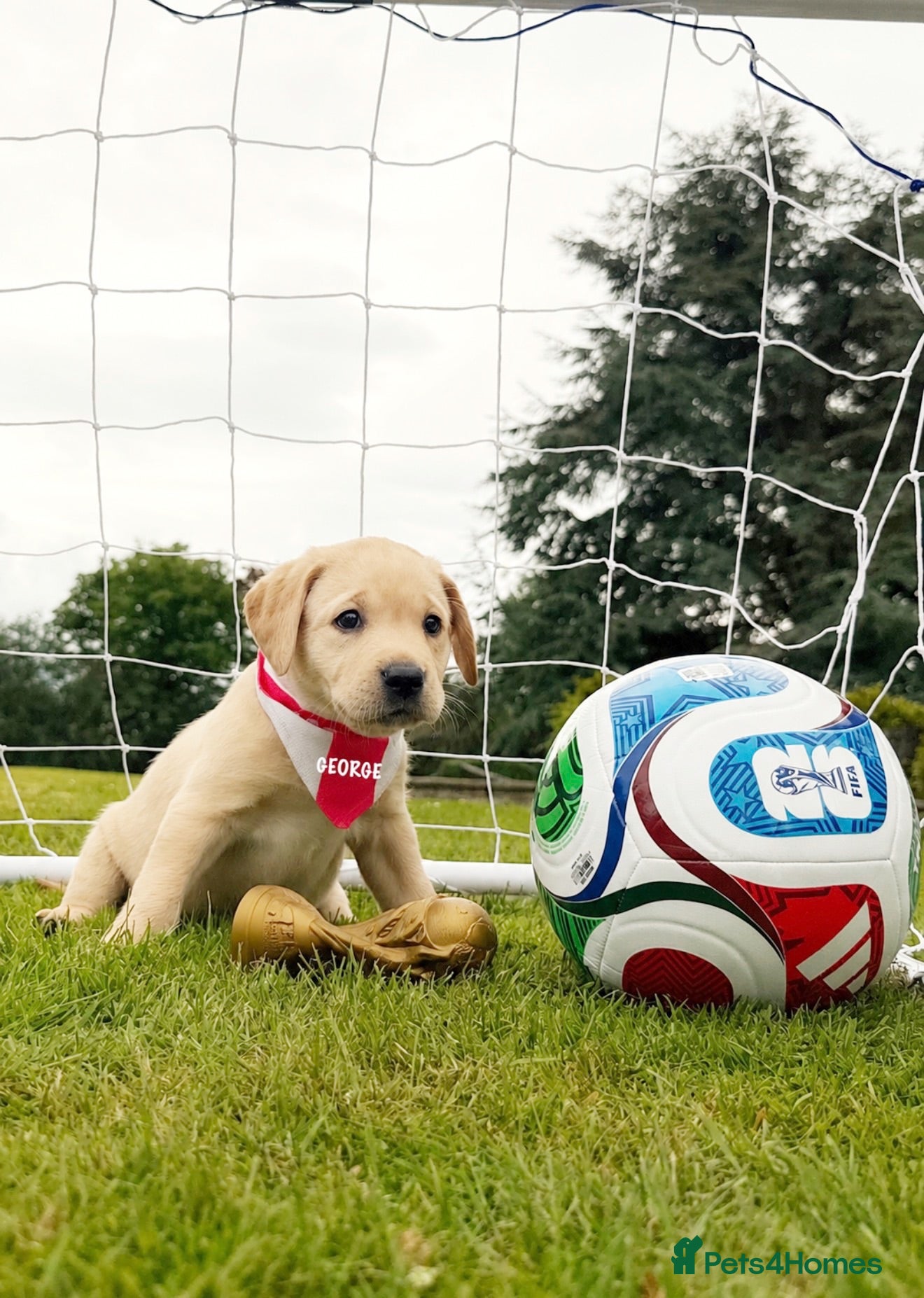 Labrador Retriever dogs KC puppy George with a 5 Star County Breeder  - Advert 2