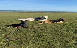 Belgian Shepherd Dog dogs for sale: Belgian Malinois X Dutch Herder  - Image 4