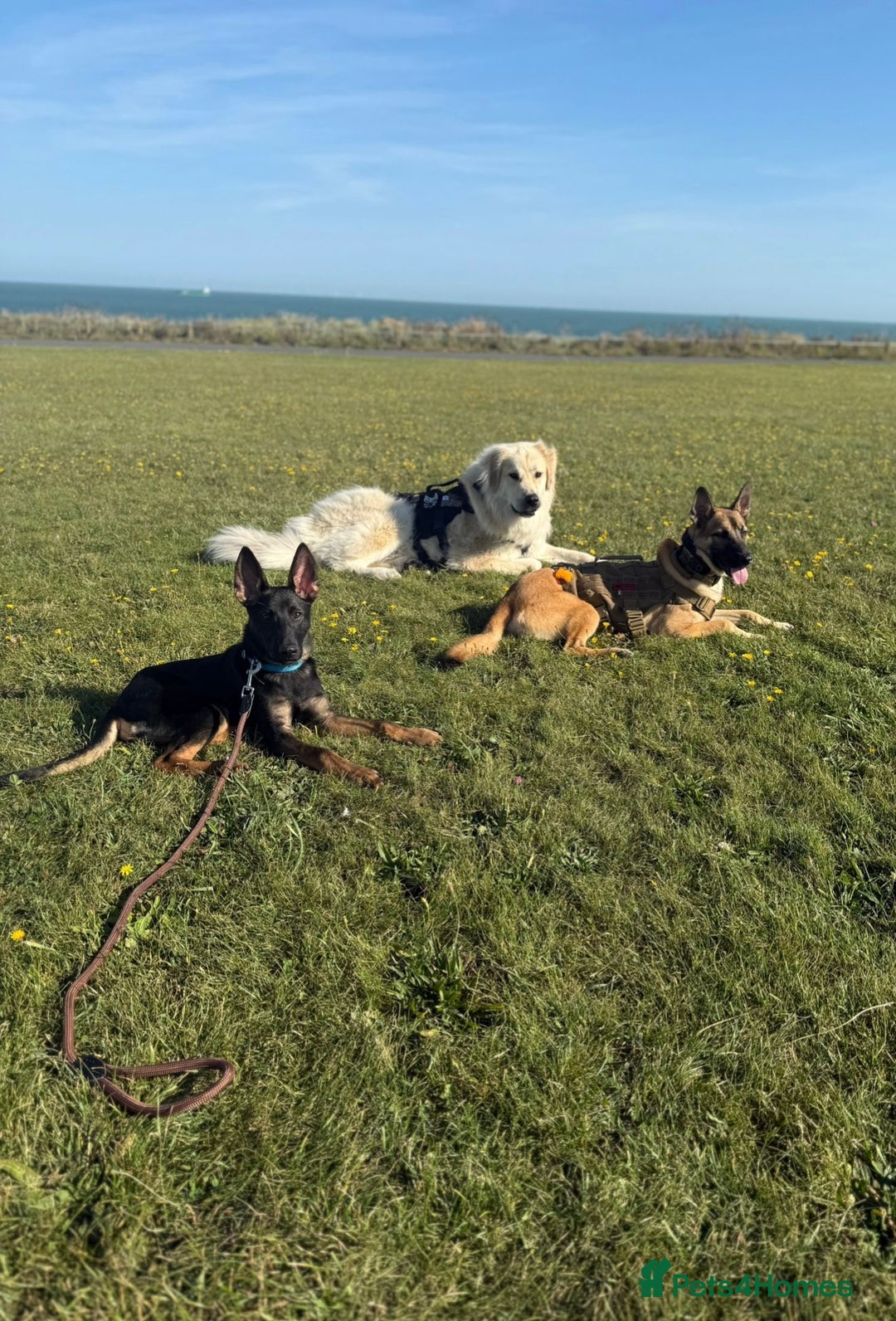 Belgian Shepherd Dog dogs for sale: Belgian Malinois X Dutch Herder  - Image 4