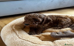 Miniature Poodle dogs for sale: 5 generation pedigree beautiful red mini poodles - Image 11