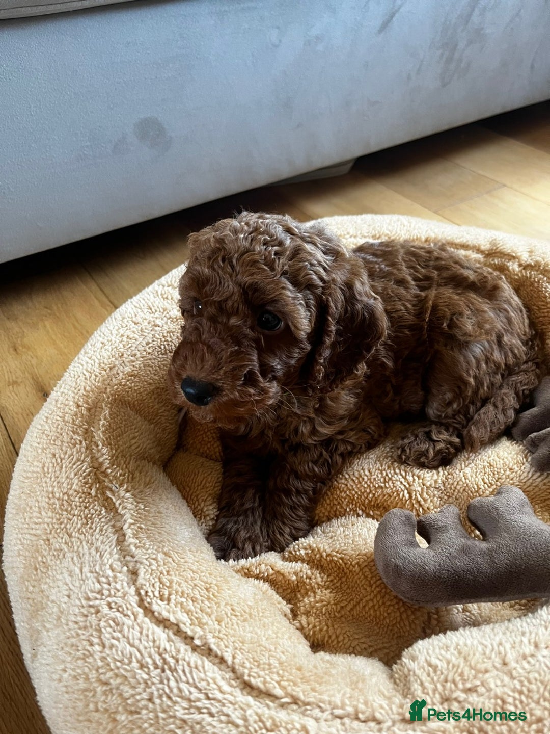 Miniature Poodle dogs for sale: 5 generation pedigree beautiful red mini poodles - Image 11