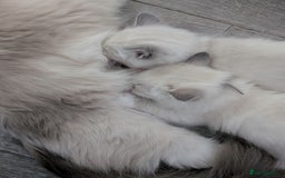 Ragdoll cats for sale: PEDIGREE RAGDOLL KITTENS WITH CHAMPION BLOOD LINE - Image 4