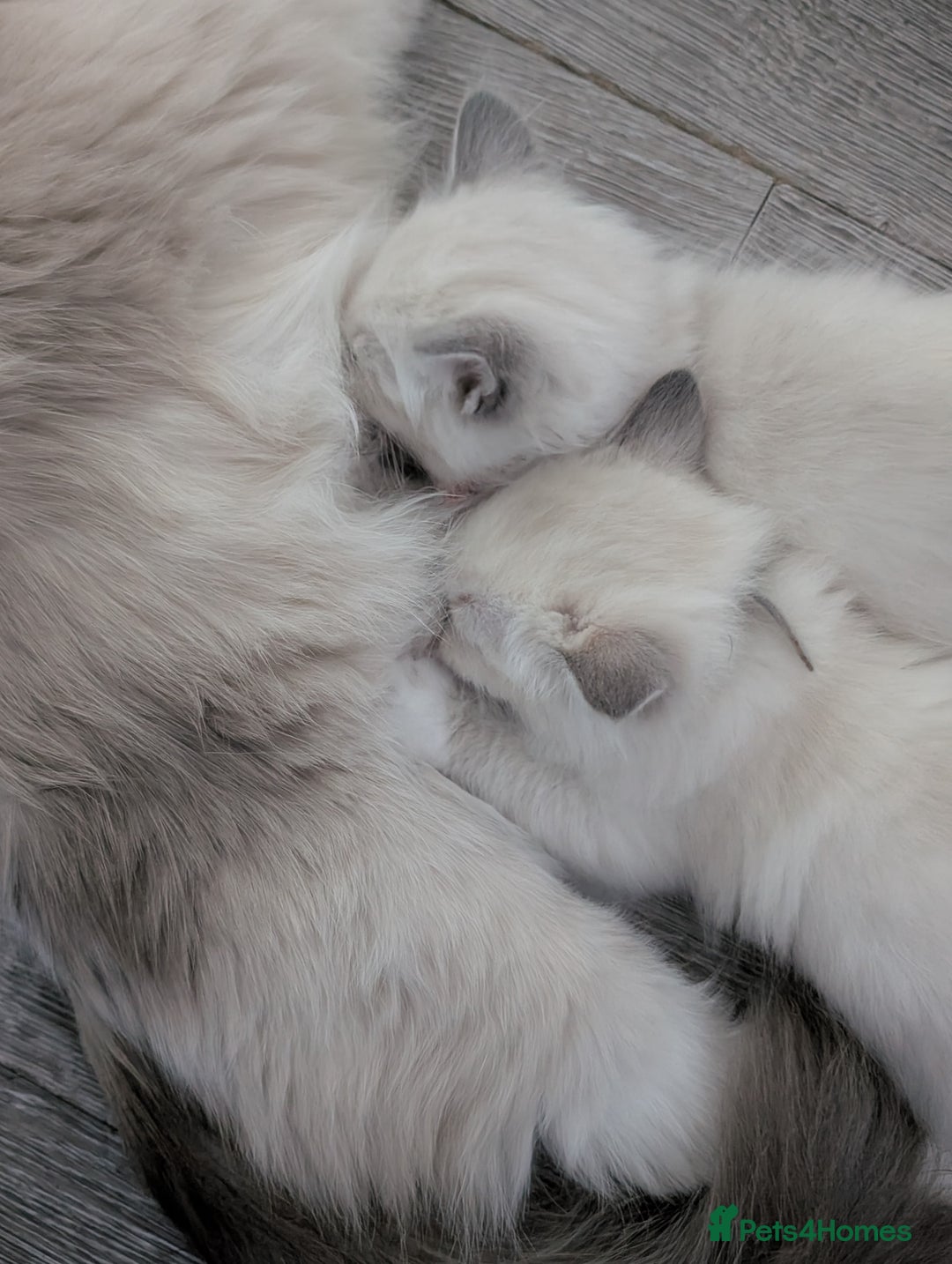 Ragdoll cats for sale: PEDIGREE RAGDOLL KITTENS WITH CHAMPION BLOOD LINE - Image 4