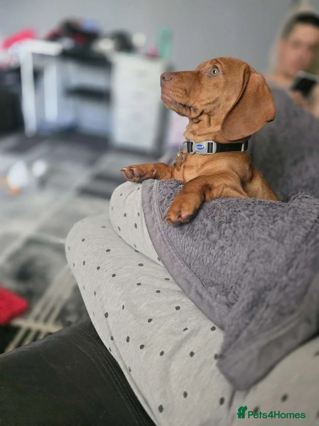 Jackshund dogs for sale: Jack Russell crossed with a Dachshund in Saint Helens - Advert 1
