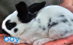 English Spot rabbits for sale: English spot x continental giant  - Image 4