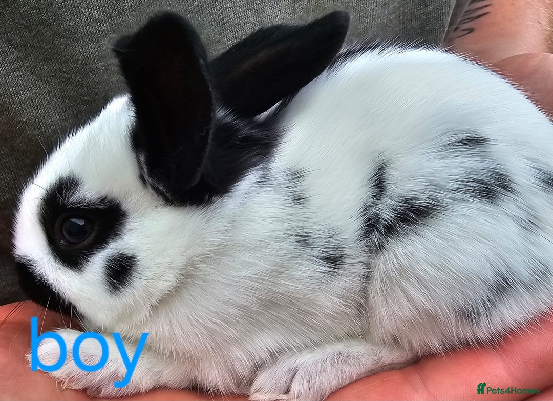 English Spot rabbits for sale: English spot x continental giant  - Image 4