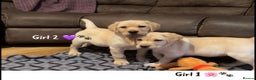 Labrador Retriever dogs for sale: Beautiful Labrador puppies!! ❤️🐾 - Advert 2