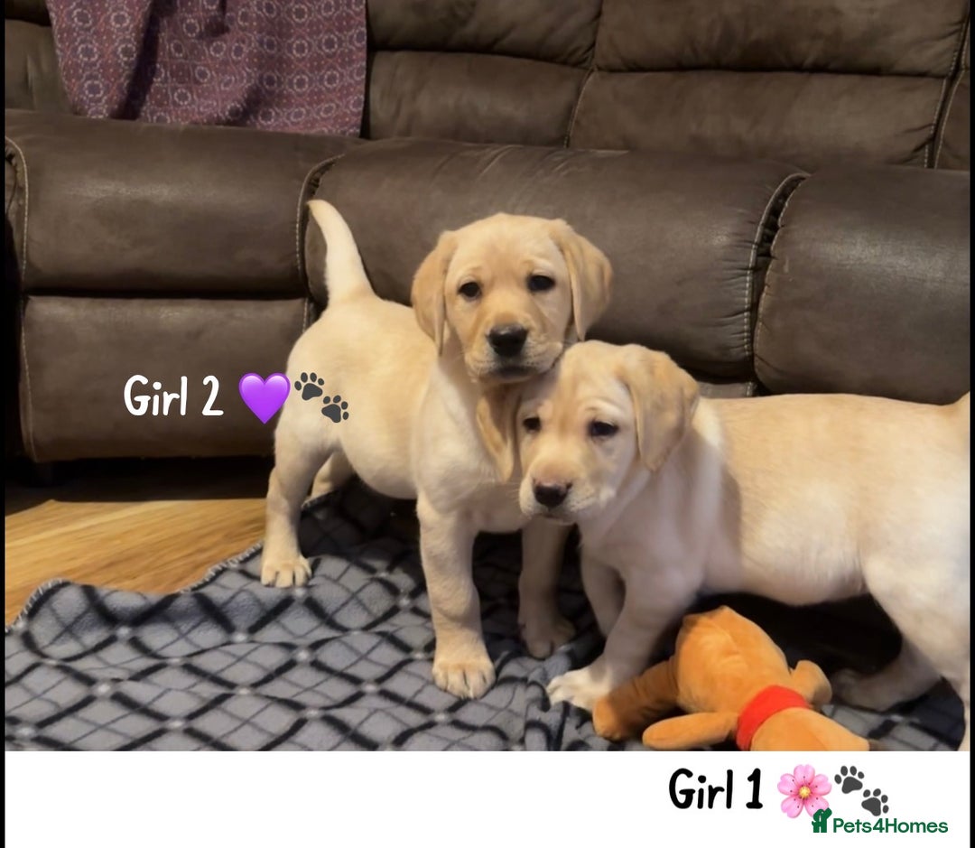 Labrador Retriever dogs for sale: Beautiful Labrador puppies!! ❤️🐾 - Advert 2