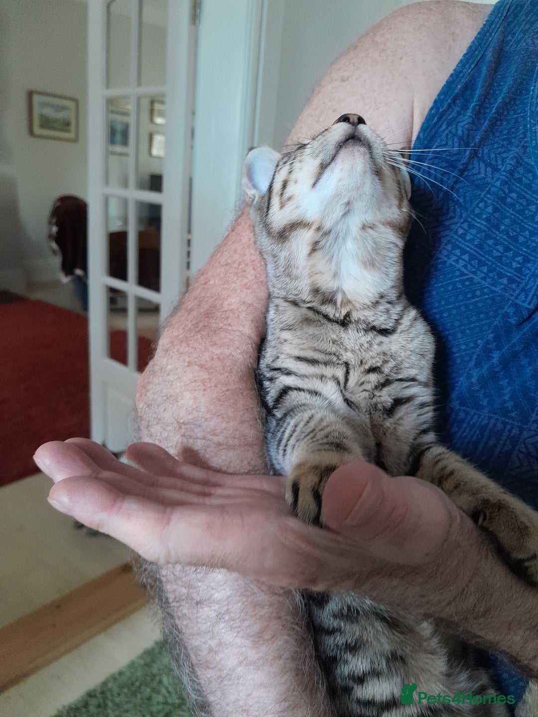 Savannah cats for sale: F5 Full Pedigree Tica Registered Girl Kitten - Image 4