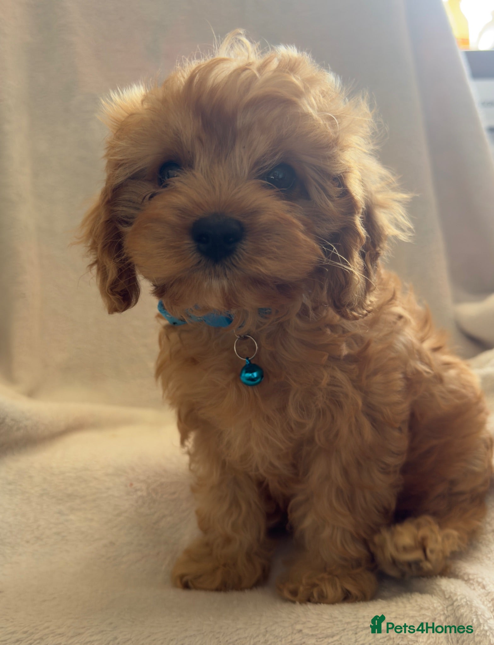 Cavapoo dogs Beautiful F1 Cavapoo Puppies - Advert 2