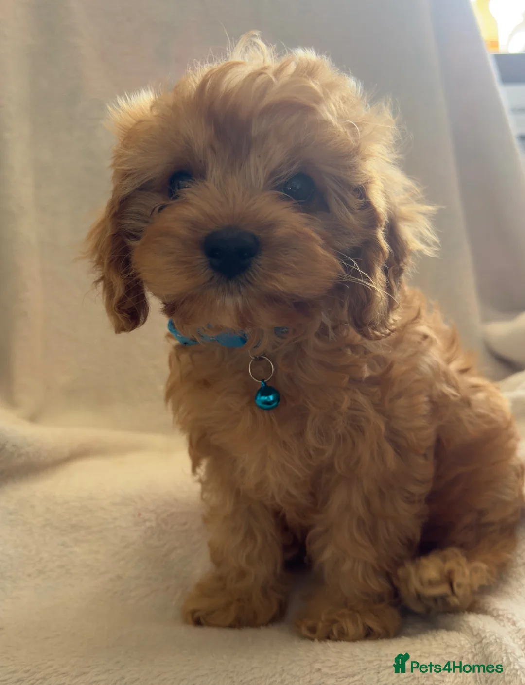 Cavapoo dogs for sale: Beautiful F1 Cavapoo Puppies - Advert 2