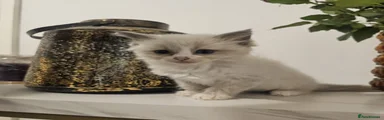 Ragdoll 1