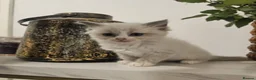 Ragdoll cats for sale: Cute ragdoll kitten  in Crawley - Advert 2