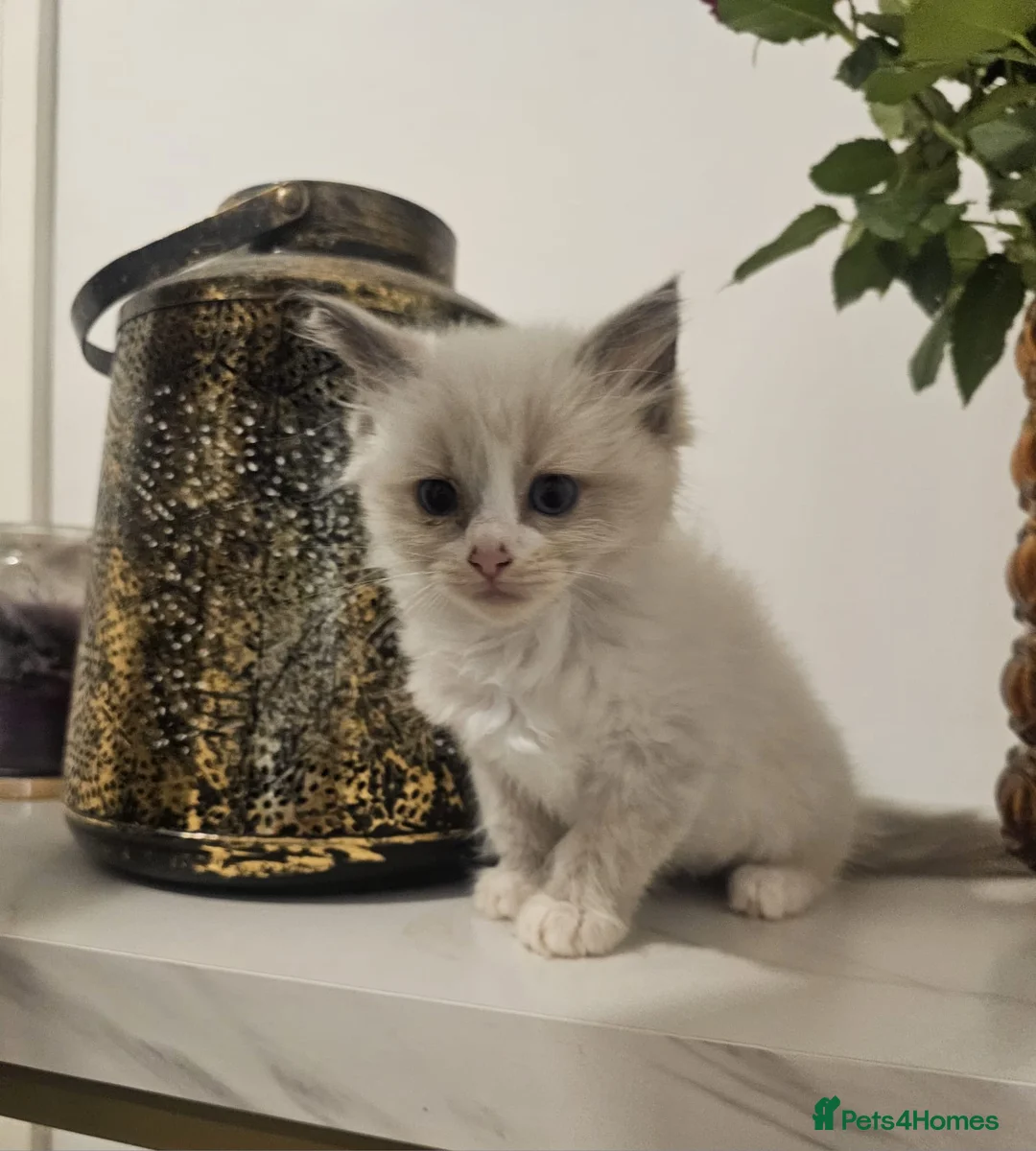 Ragdoll cats for sale: Cute ragdoll kitten  in Crawley - Advert 2