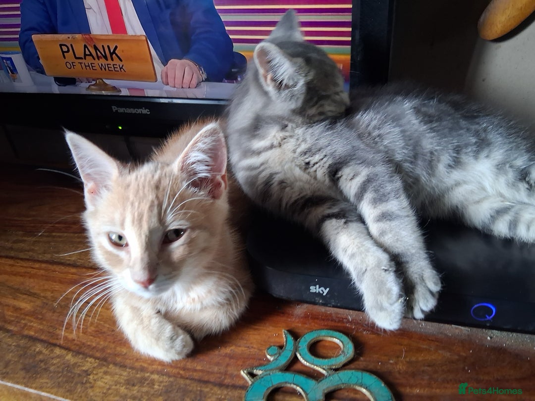 Mixed Breed cats for sale: Charming Cheeky Chunky  Bengal X Kittens. - Image 29