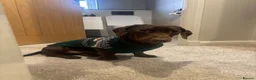 Miniature Dachshund dogs for sale: Ralph - Miniature Dachshund - Advert 7