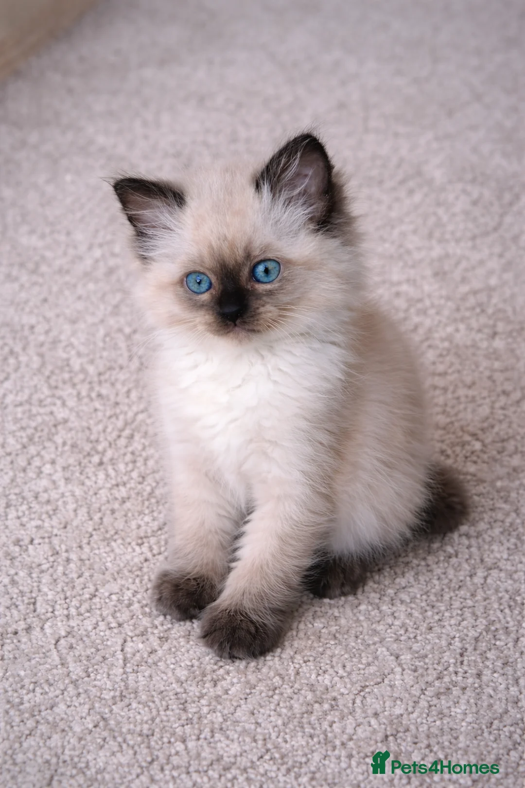 Ragdoll cats for sale: Beautiful female ragdoll kitten for sale  in Brentford - Advert 2