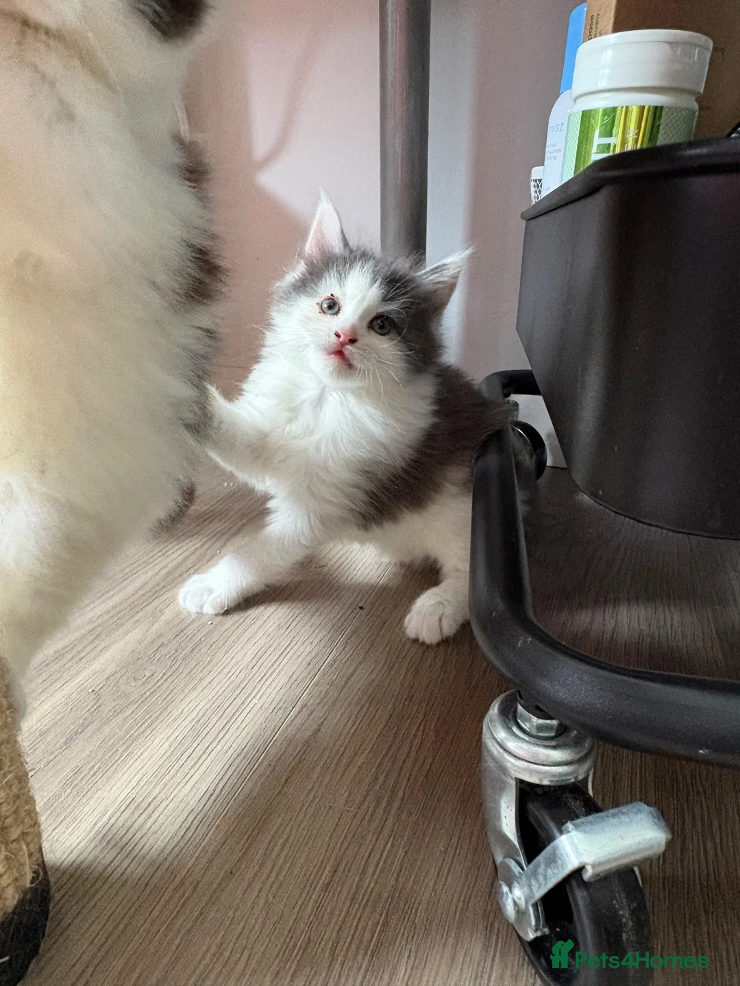 Mixed Breed cats for sale: Maine Coon x Kittens  - Advert 8