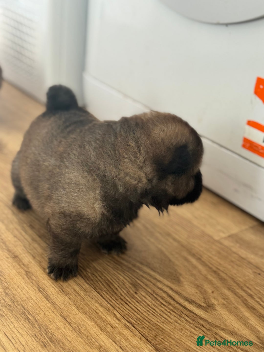 Chow Chow dogs for sale: chow chow puppies with champion stacked bloodline - Image 5