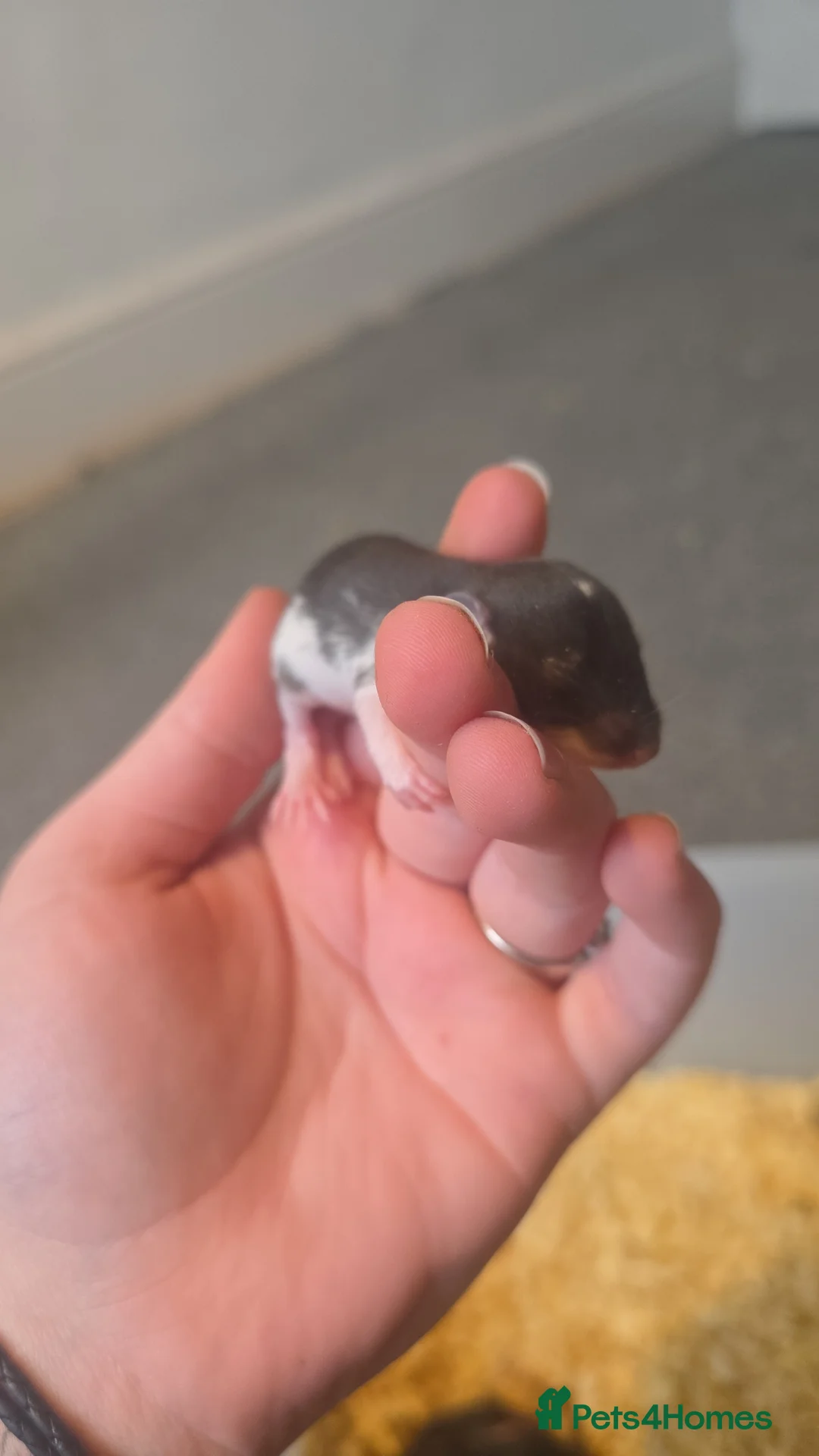 Rat rodents for sale: Mixed Rats - Advert 2