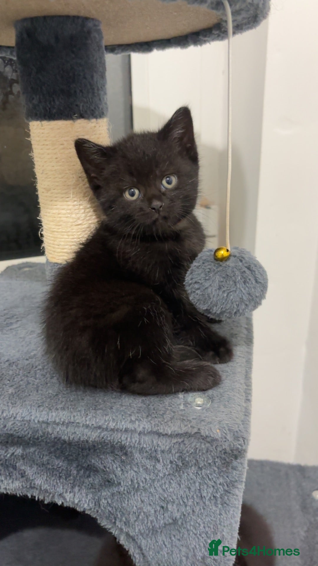 Mixed Breed cats British shorthair x kittens 2 REMAINING  - Advert 4