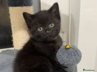 Mixed Breed cats British shorthair x kittens 2 REMAINING - Advert 4