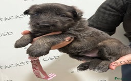 German Shepherd dogs for sale: Kcreg blue sable carrying Isabella GSD pups  - Image 6