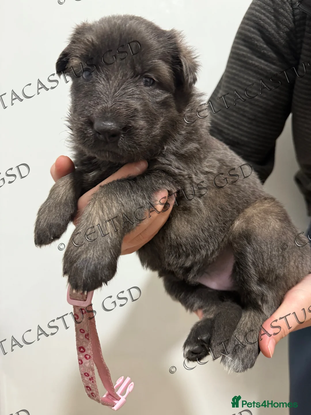 German Shepherd dogs for sale: Reduced kcreg  blue sable carrying Isabella  - Advert 21