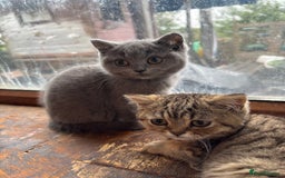 British Shorthair cats for sale: 4 beautiful girls  - Image 1