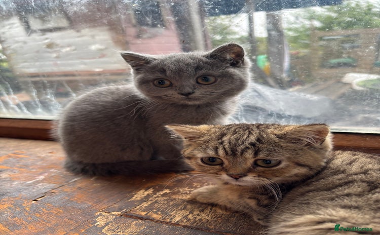 British Shorthair cats - Advert 10