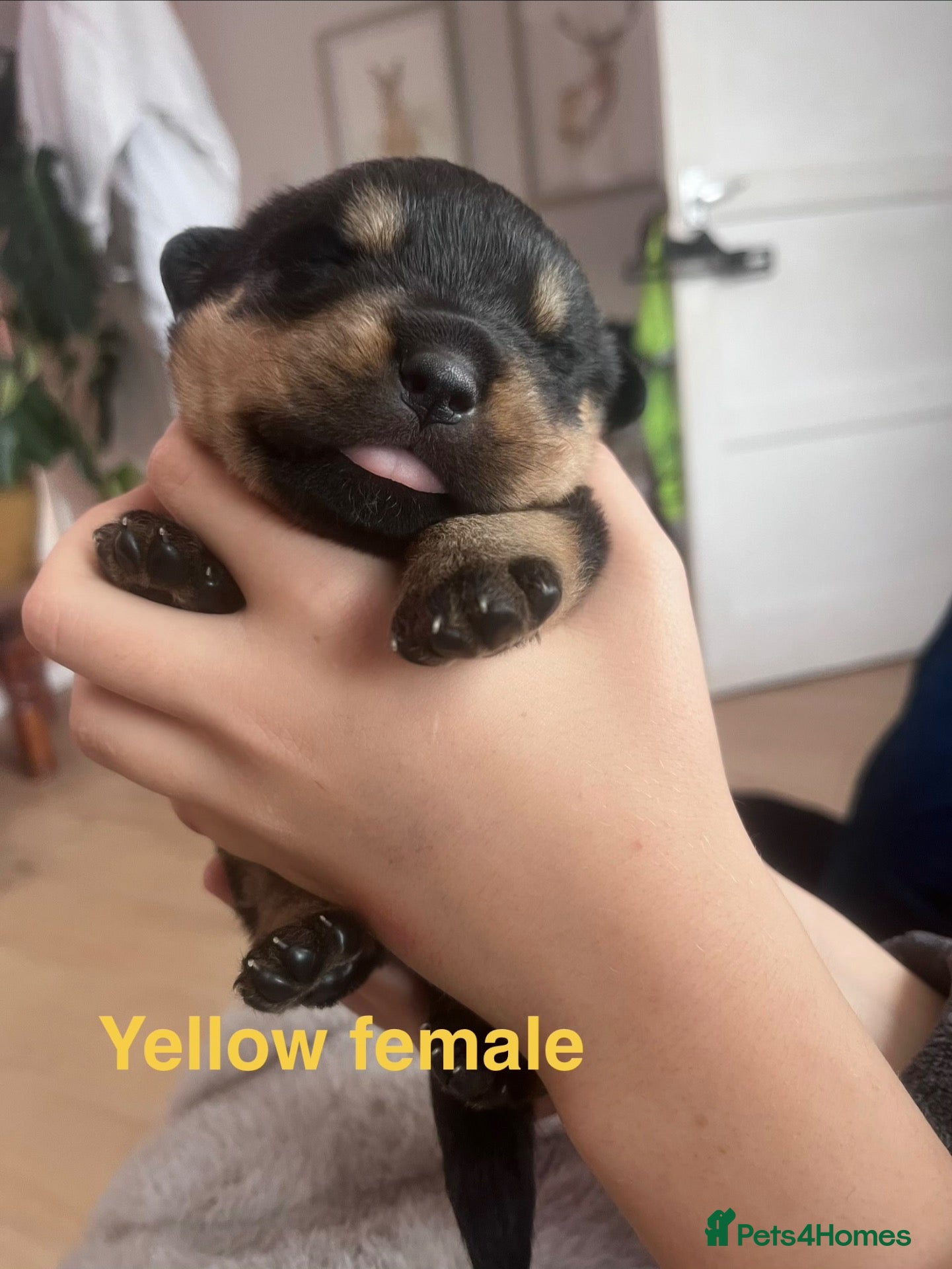 Rottweiler dogs Chunky champion linage Rottweiler puppies  - Advert 1