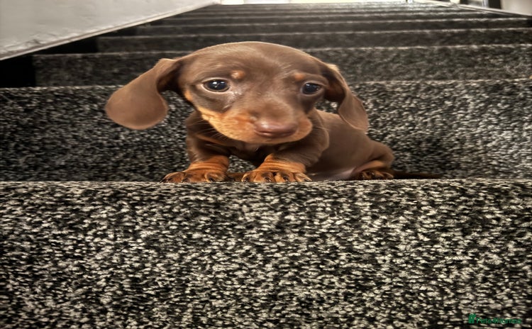 Miniature Dachshund dogs - Advert 9