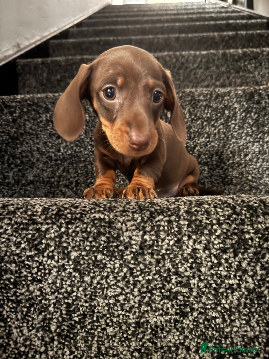 Miniature Dachshund dogs for sale: Stunning mini sausages!  - Image 6