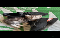 Persian cats for sale: Persian Kitten 2 - 1 Silver Doll Faced X Persian female  - Image 6