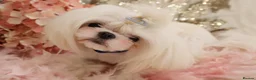 Maltese dogs for sale: One Beautiful Korean Maltese boy left for sale 🐾  - Advert 24