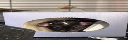 Rat rodents for sale: Two Friendly Male Rats Looking for a Loving Home  in Queenborough - Advert 4
