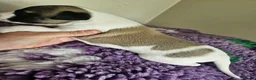 Whippet dogs for sale: Outstanding kc whippet - Advert 12