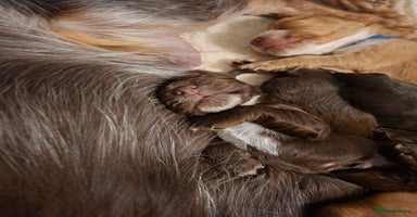 Cocker Spaniel dogs Cocker spaniel pups  - Advert 11