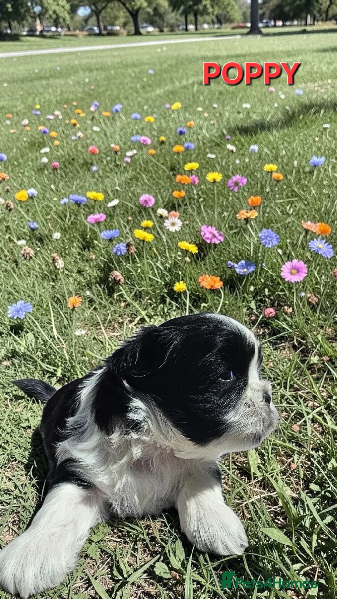 Shih Tzu dogs for sale: STUNNING PURE STANDARD SHIH TZU  - Advert 2