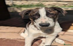 Mixed Breed dogs for adoption: MJ is looking for a family  - Image 5