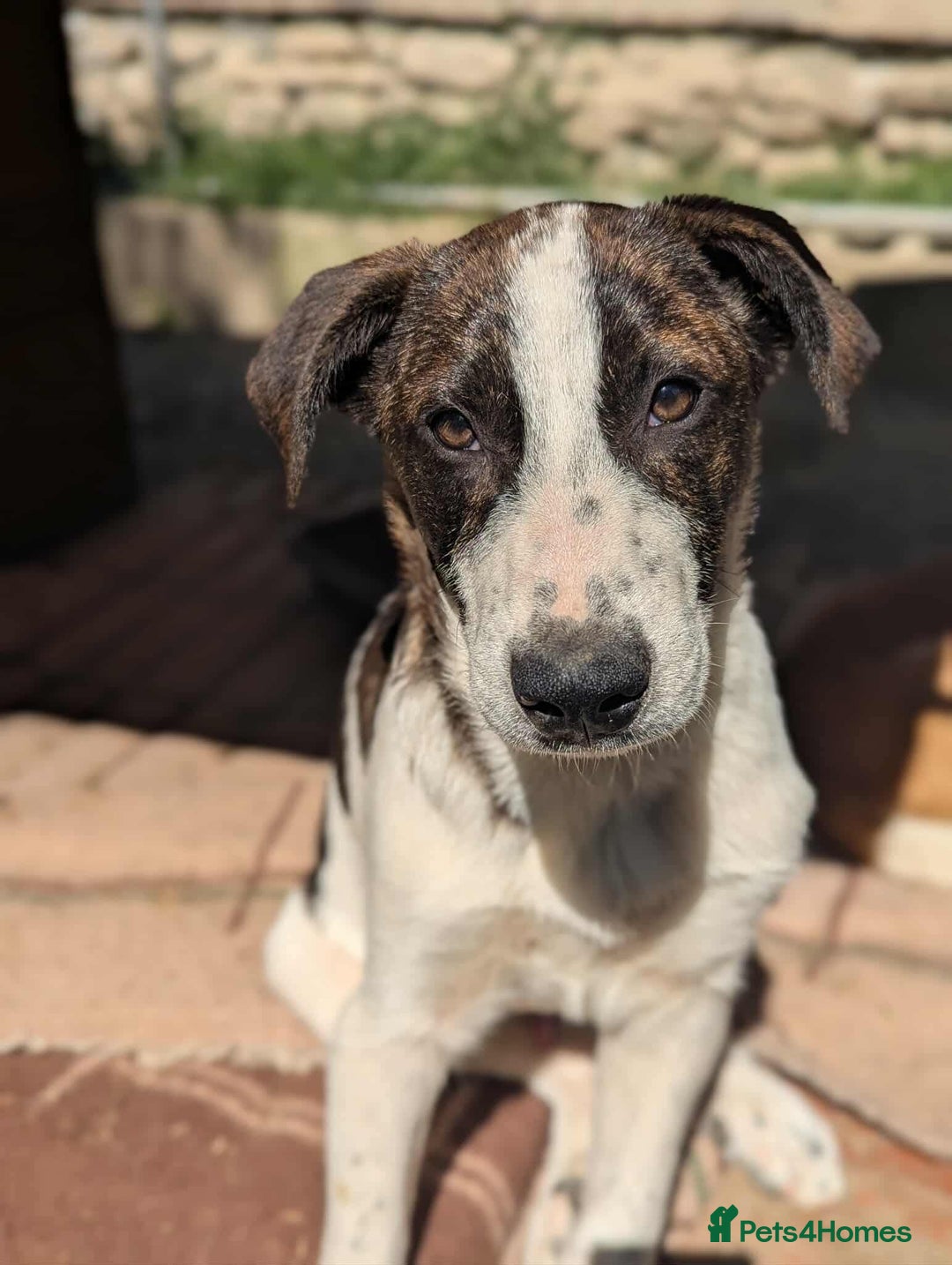 Mixed Breed dogs for adoption: MJ is looking for a family  - Image 5