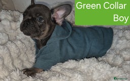 French Bulldog dogs for sale: Beautiful litter of frenchie pups - Image 9