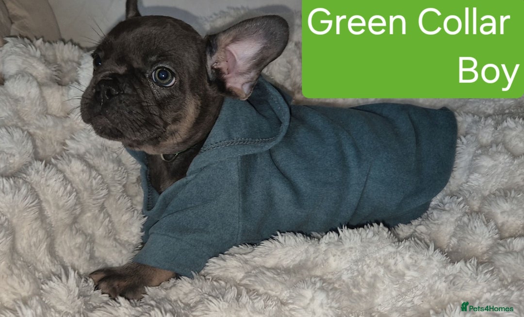 French Bulldog dogs for sale: Beautiful litter of frenchie pups - Image 9
