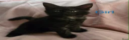 Maine Coon cats for sale: 3 Maine Coon kittens. - Advert 11