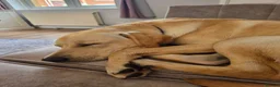 Labrador Retriever dogs for sale: CHARLIE in Hinckley - Advert 5