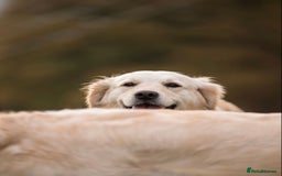 Golden Retriever dogs for sale: Stunning golden retriever puppies   - Image 14